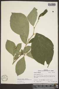 Styrax grandifolius image