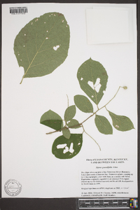 Styrax grandifolius image