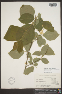 Styrax grandifolius image