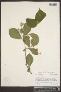 Styrax grandifolius image