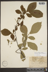 Styrax grandifolius image