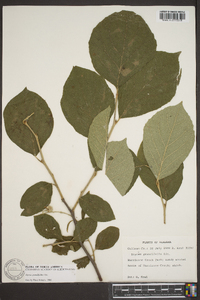 Styrax grandifolius image