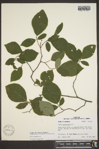 Styrax grandifolius image