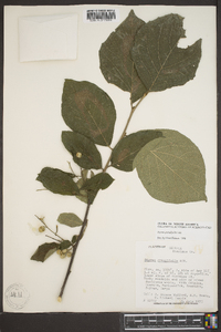 Styrax grandifolius image