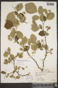 Styrax grandifolius image