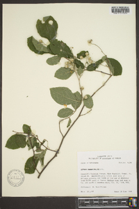 Styrax grandifolius image