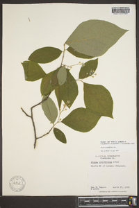 Styrax grandifolius image