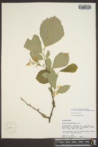 Styrax grandifolius image