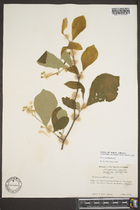 Styrax grandifolius image