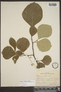 Styrax grandifolius image