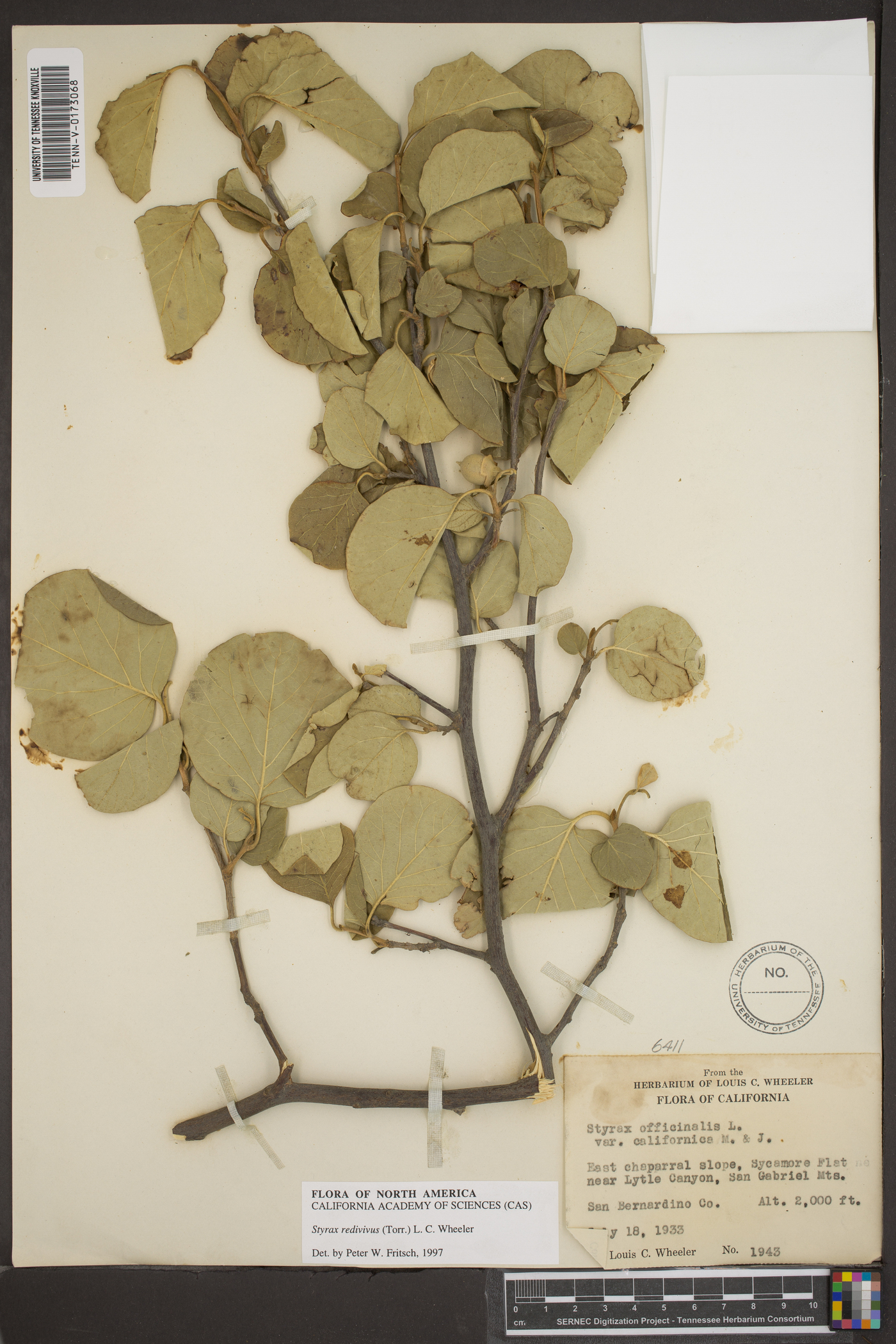 Styrax redivivus image