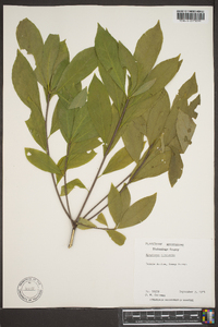 Symplocos tinctoria image
