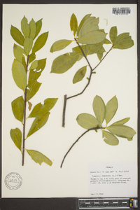 Symplocos tinctoria image