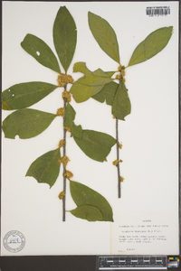 Symplocos tinctoria image