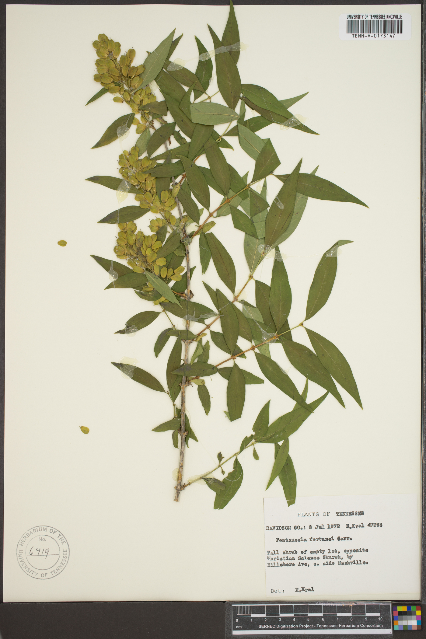 Fontanesia fortunei image