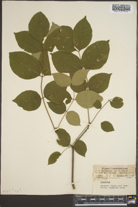 Fraxinus pauciflora image