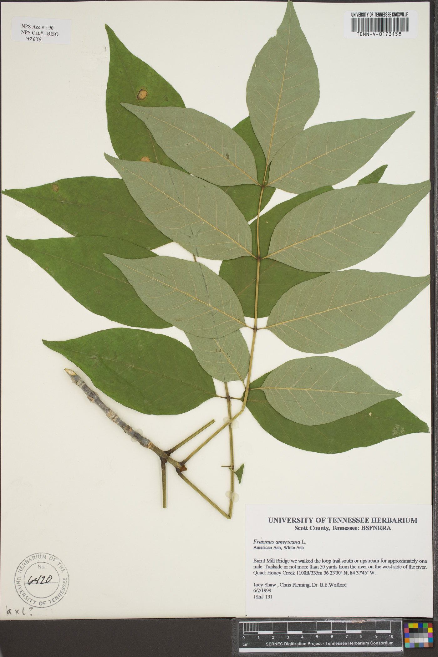 Fraxinus biltmoreana var. subcoriacea image