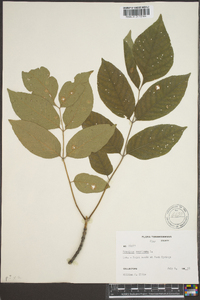 Fraxinus biltmoreana image