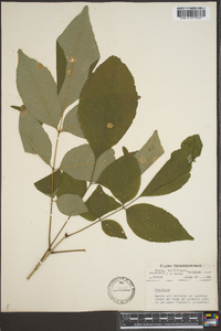 Fraxinus biltmoreana image