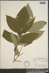 Fraxinus biltmoreana image