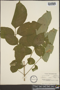 Fraxinus biltmoreana image