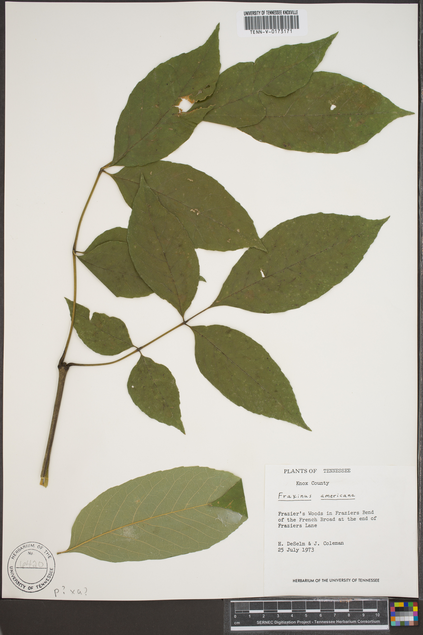 Fraxinus biltmoreana image