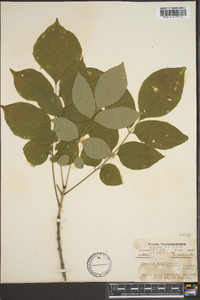 Fraxinus biltmoreana image