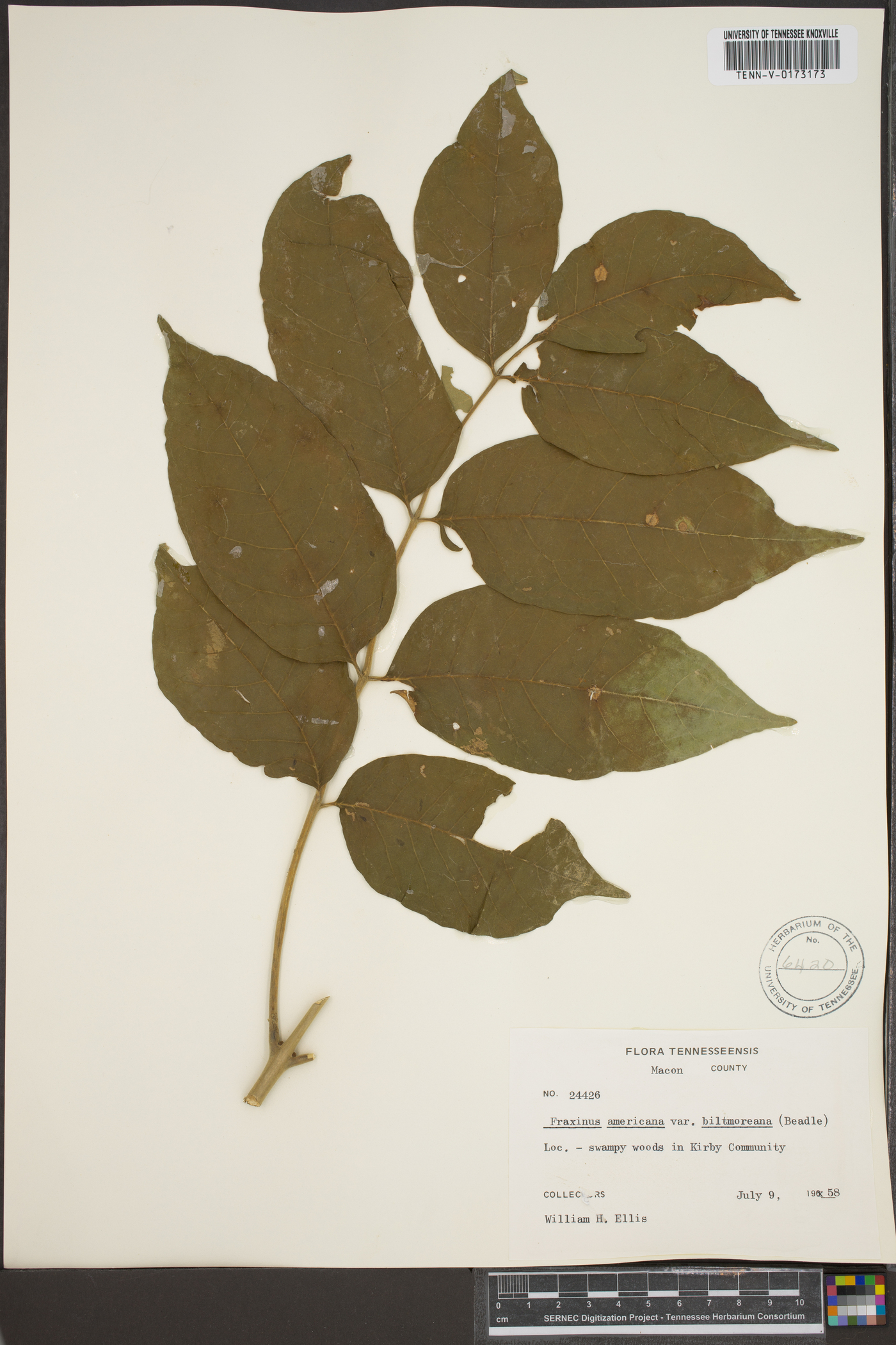 Fraxinus biltmoreana image