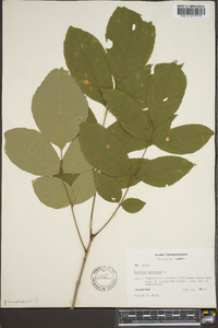 Fraxinus biltmoreana image