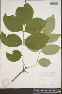 Fraxinus biltmoreana image