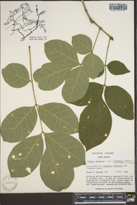 Fraxinus biltmoreana image