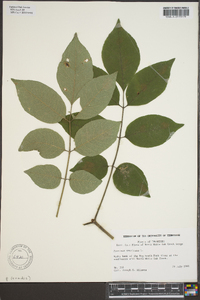 Fraxinus biltmoreana image