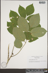 Fraxinus biltmoreana image