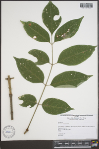 Fraxinus biltmoreana image