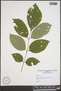 Fraxinus biltmoreana image