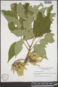 Fraxinus biltmoreana image