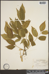 Fraxinus americana var. microcarpa image