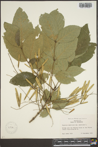 Fraxinus biltmoreana image