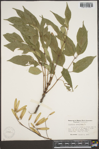 Fraxinus biltmoreana image