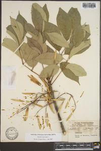 Fraxinus biltmoreana image