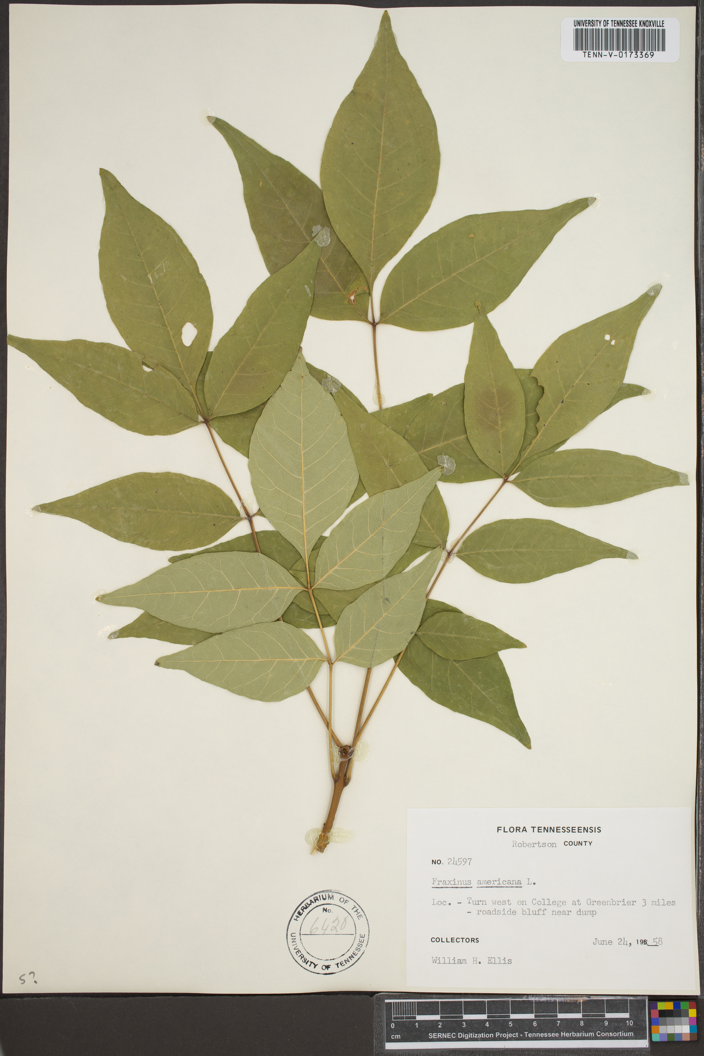 Fraxinus biltmoreana var. subcoriacea image