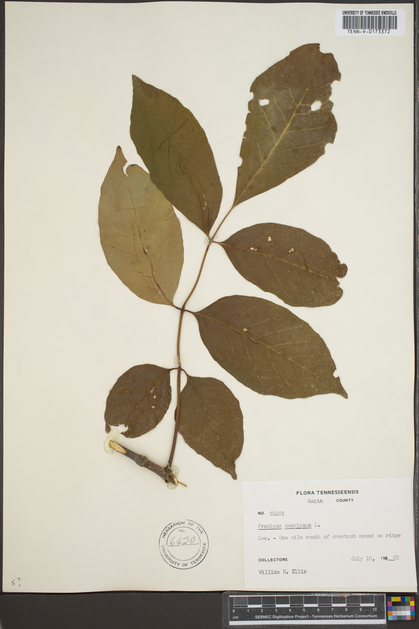 Fraxinus biltmoreana image