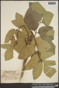 Fraxinus biltmoreana image