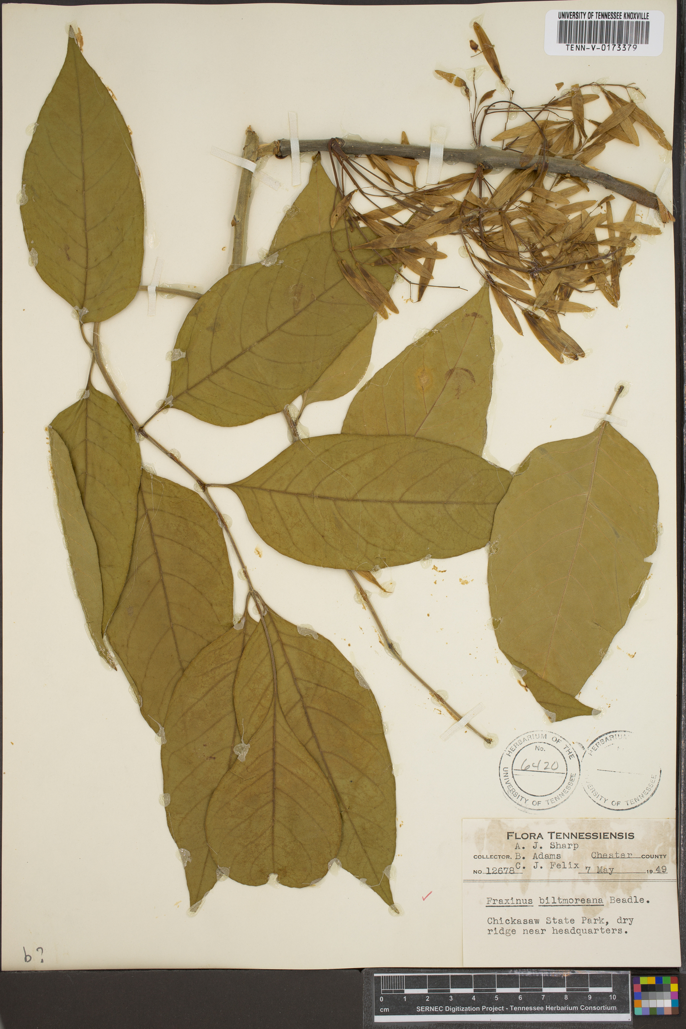 Fraxinus biltmoreana image