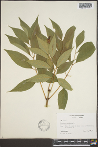 Fraxinus biltmoreana image