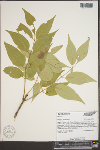 Fraxinus biltmoreana image