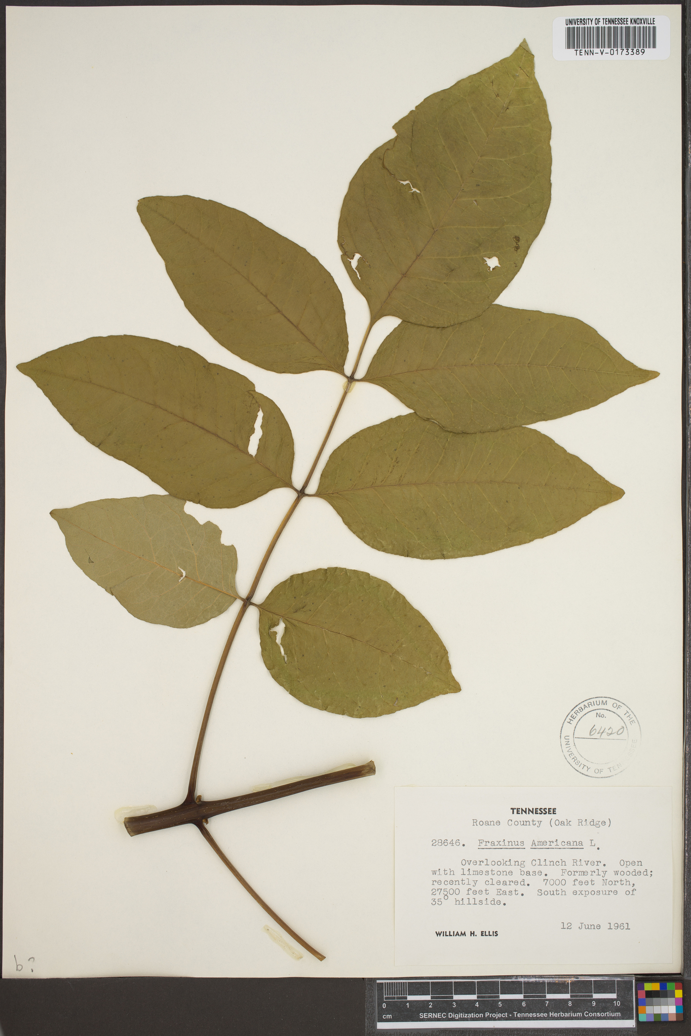 Fraxinus biltmoreana image
