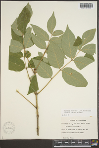 Fraxinus biltmoreana image