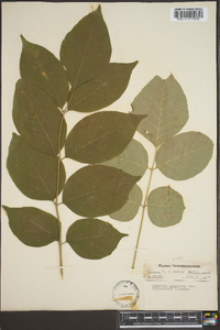 Fraxinus biltmoreana image