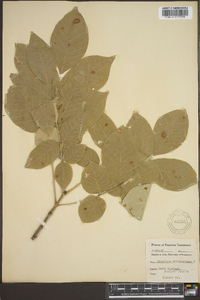 Fraxinus biltmoreana image